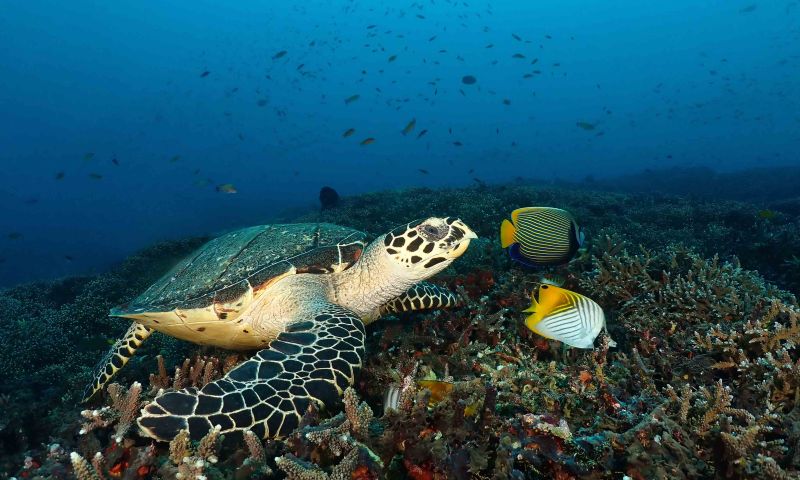 Bali Dalış ve Kültür Turu
