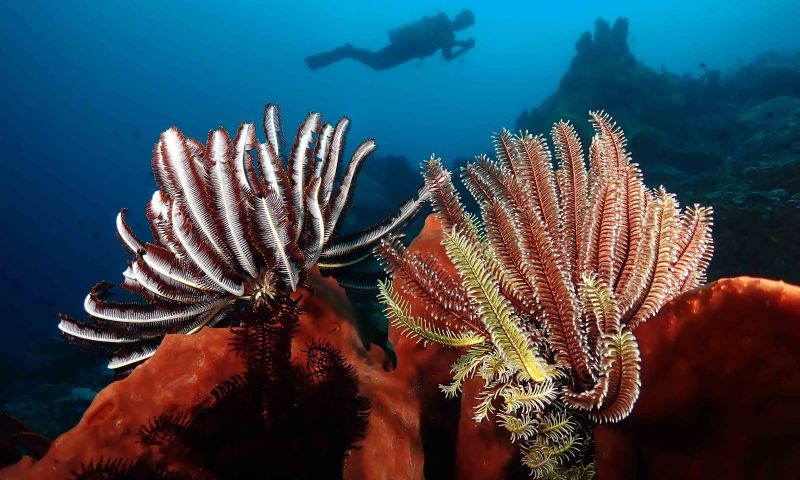 Bali Dalış ve Kültür Turu